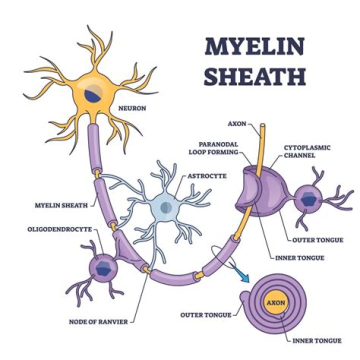 How is the carotid sheath formed?