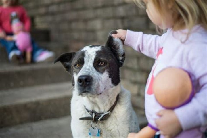 How kids can help animals in shelters?