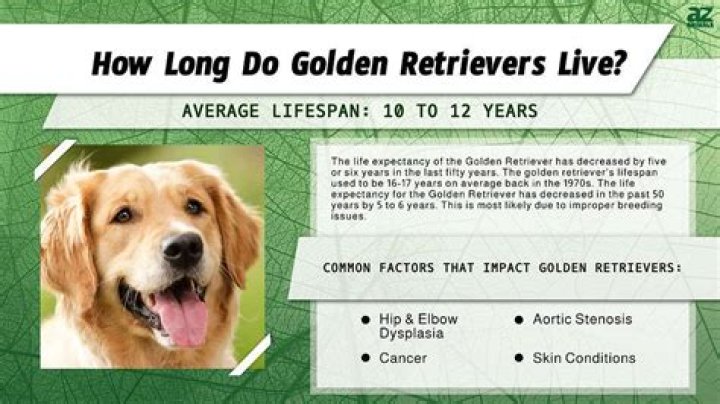 How long can a dog live with Golpp?