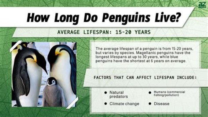 How long can a penguin breathe underwater?