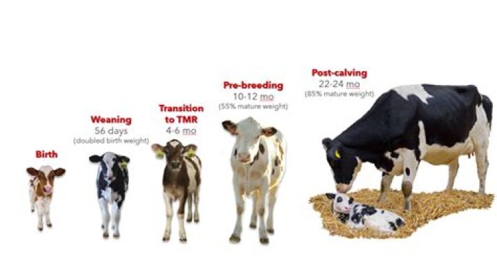 How long can calves go without milk?