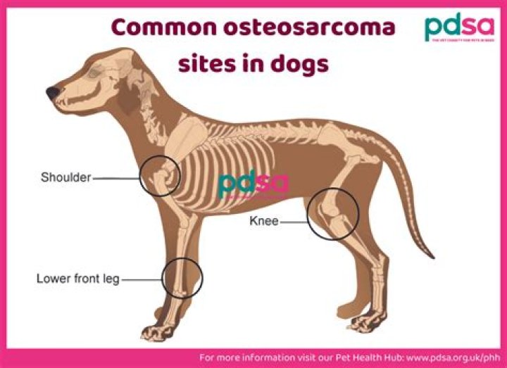 How long did your dog live with osteosarcoma?