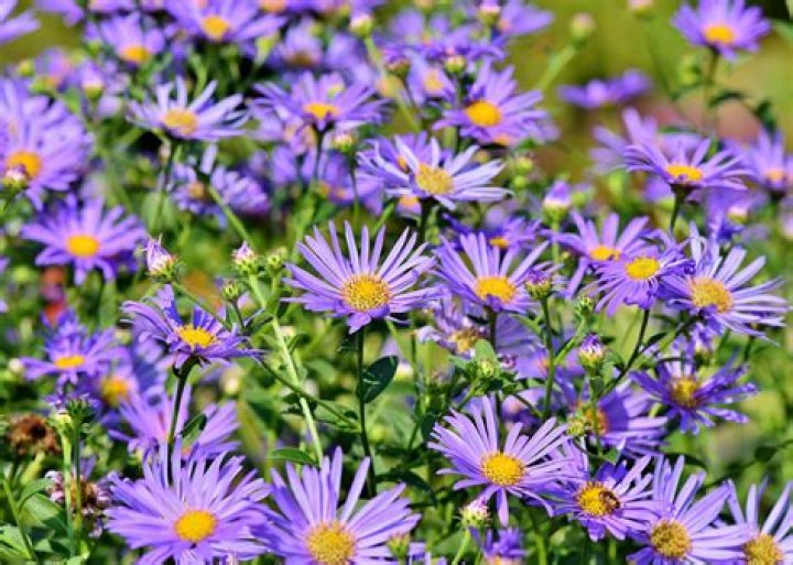 How long do aster blooms last?