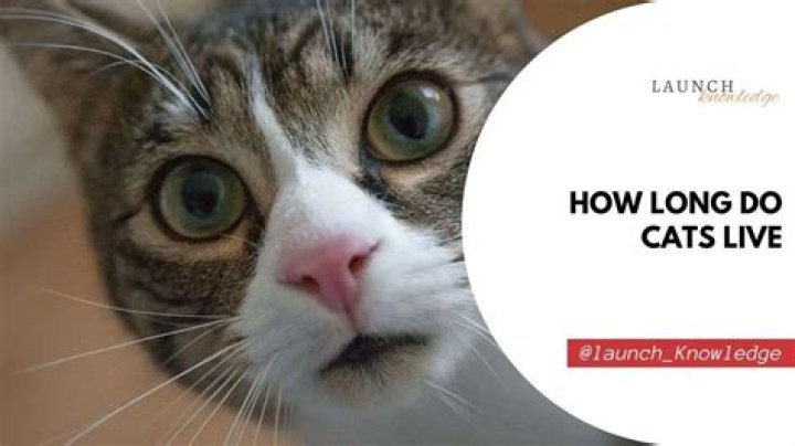 How long do cats live with brain tumor?