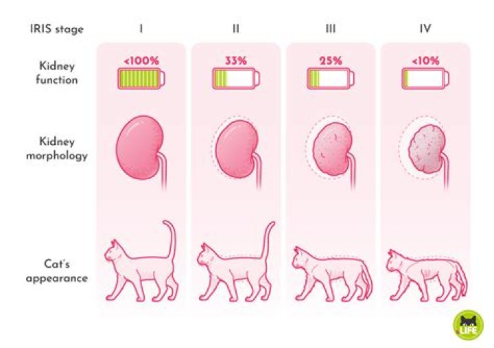 How long do cats with stage 2 kidney disease live?