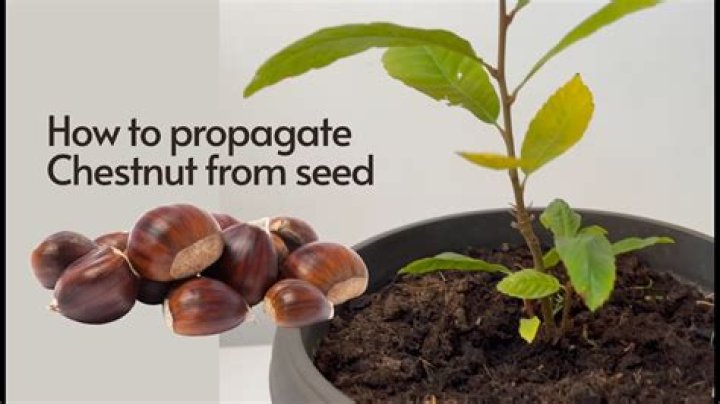How long do chestnuts last after opening?