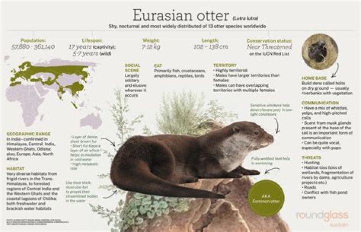 How long do Eurasian doves live?