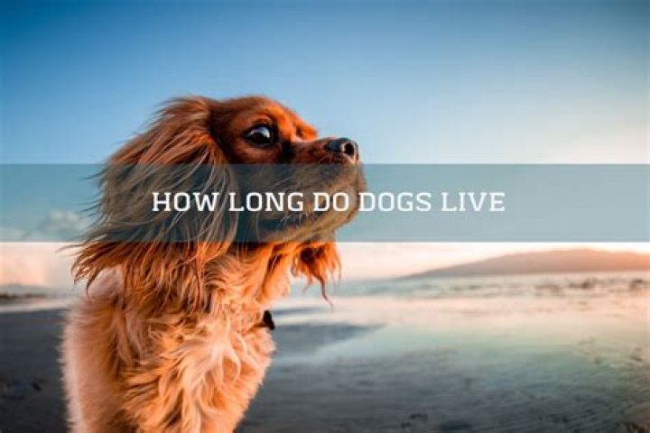 How long do Iditarod dogs live?