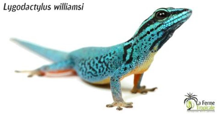 How long do Lygodactylus Williamsi live?