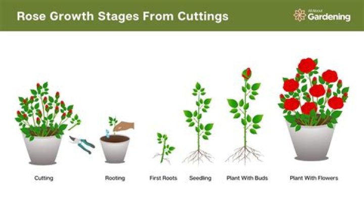 How long do mop tops take to grow?