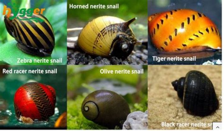 How long do Nerite snails live?