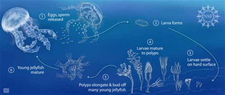 How long do Nomura jellyfish live?