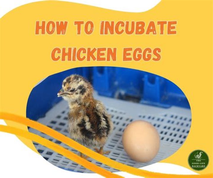 How long do peacock eggs take to incubate?