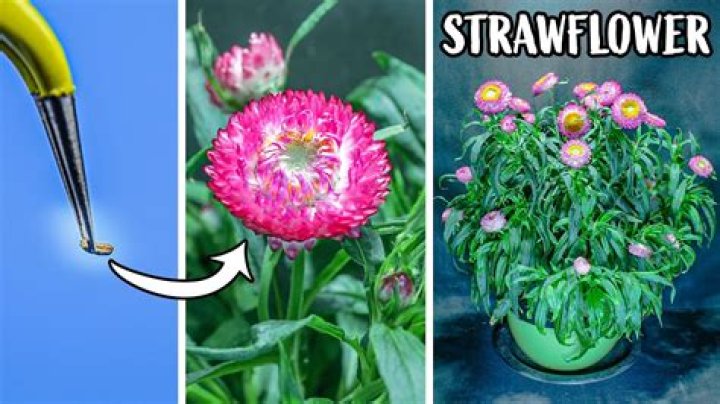 How long do strawflower seeds take to germinate?