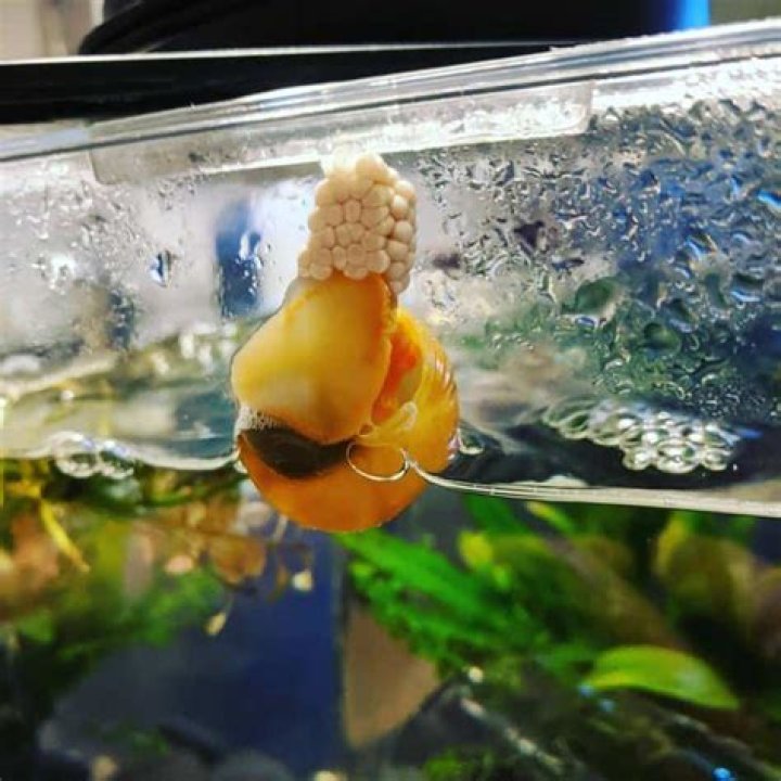 How long do turbo snail eggs take to hatch?