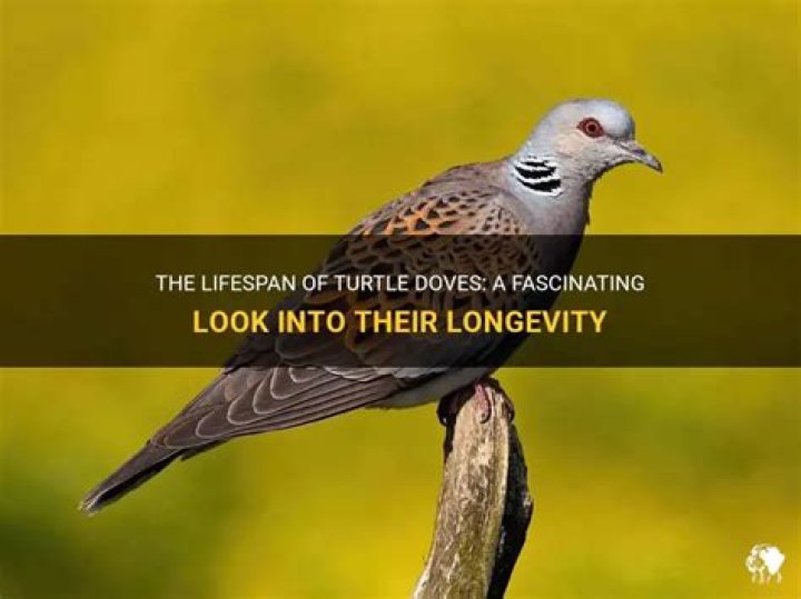 How long do turtle doves live?