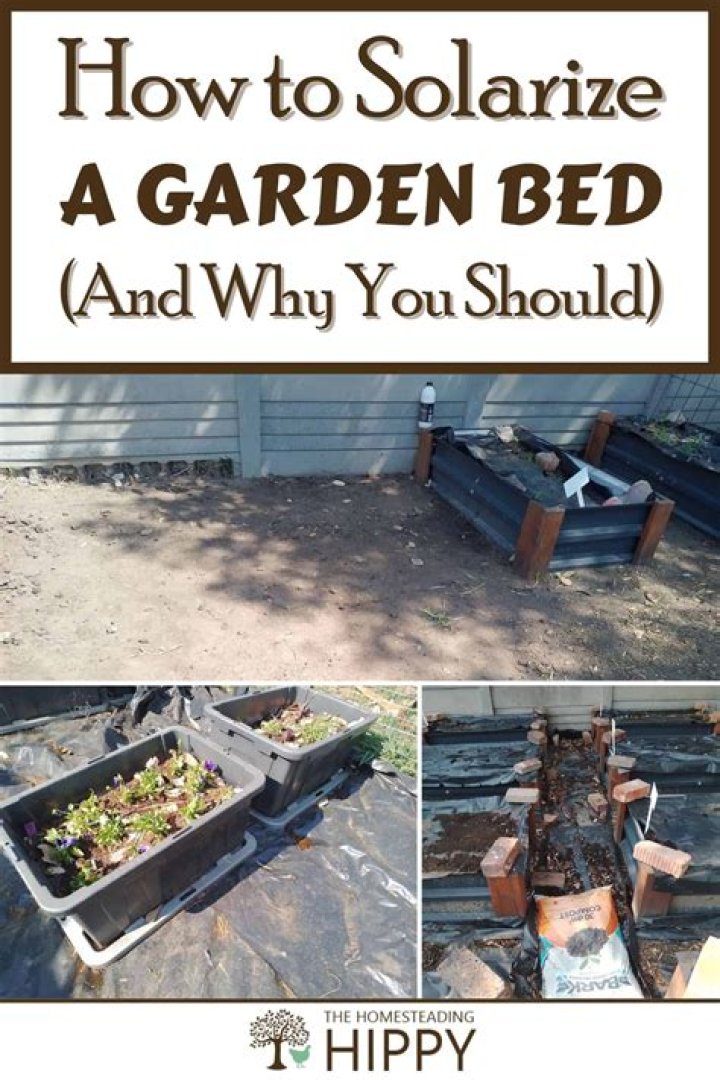 How long do you solarize a garden bed?