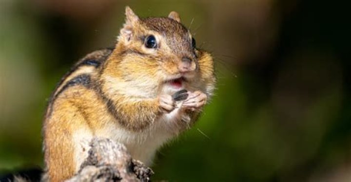 How long does a chipmunk live for?