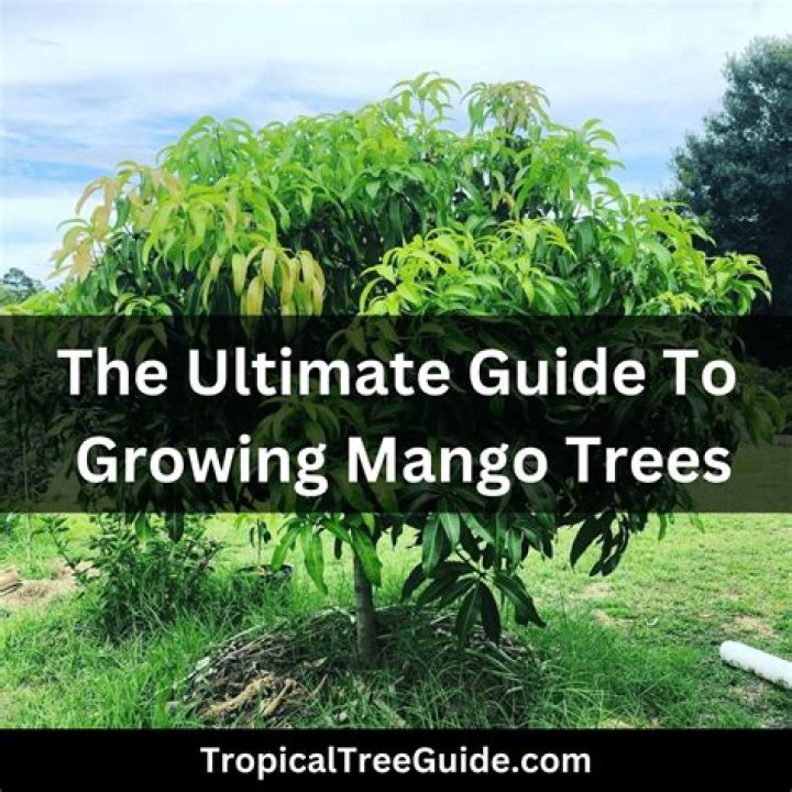 How long does a East Indian mango tree take to grow?