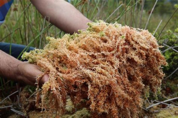 How long does a moss wreath last?