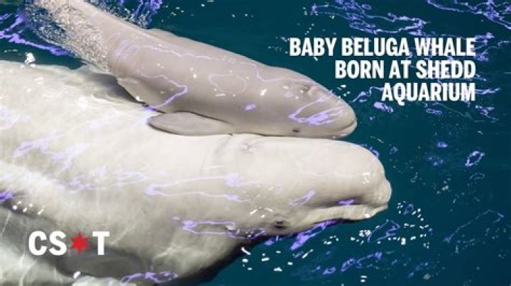 How long does it take for a beluga whale to grow?