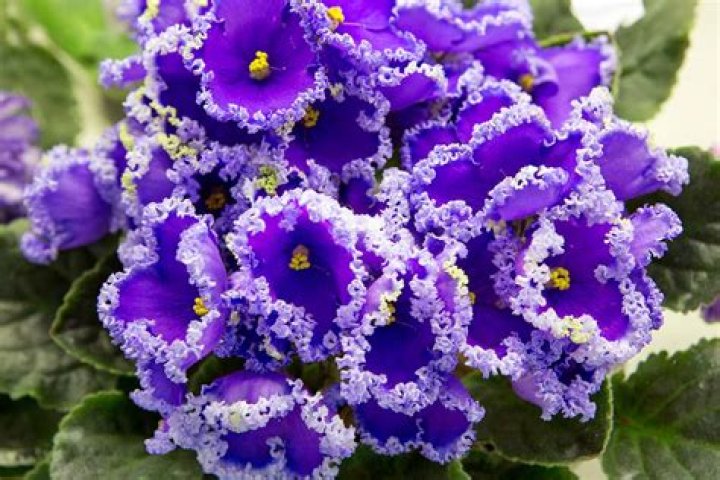 How long does it take for an African violet to rebloom?