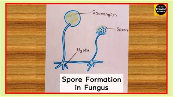How long does it take for fungal spores to germinate?