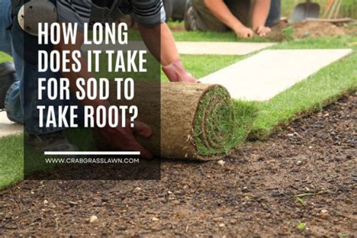 How long does it take for juniper cuttings to root?