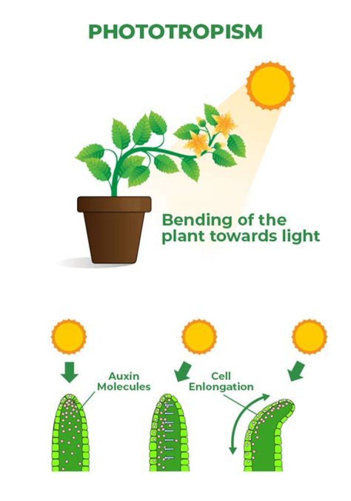 How long does it take for phototropism to occur?