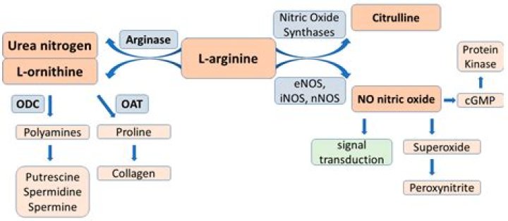 How long does it take l-arginine to start working?