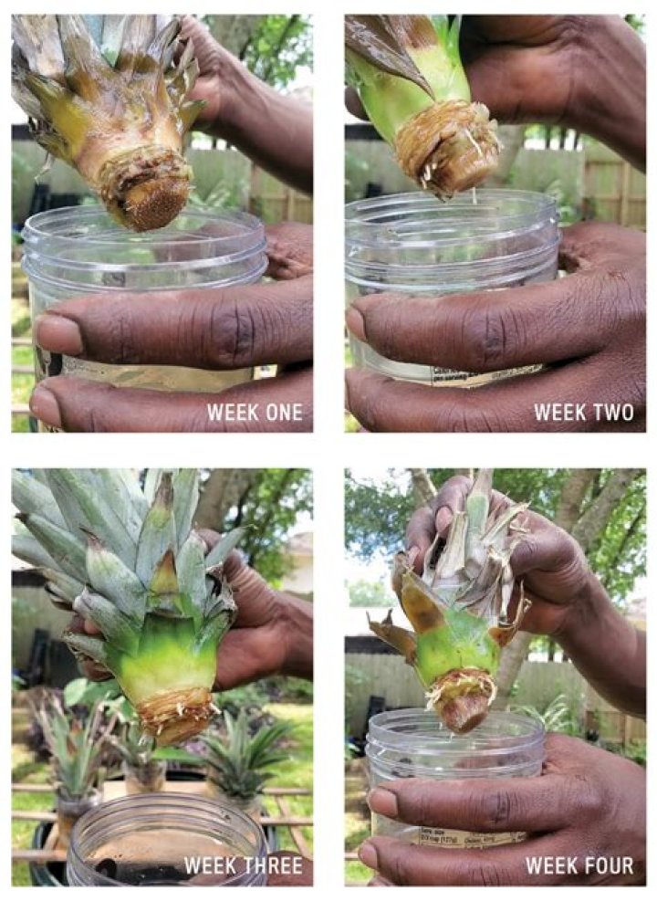 How long does it take to grow a pineapple from the crown?