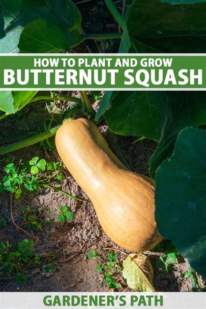 How long does it take to grow butternut squash from seed?