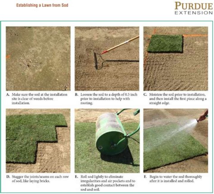 How long does roll on lawn take to establish?