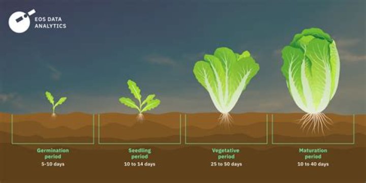 How long does salad bowl lettuce take to grow?