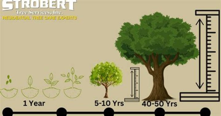 How long does StrawberryNET take to deliver?