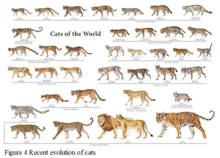 How long have big cats been around?