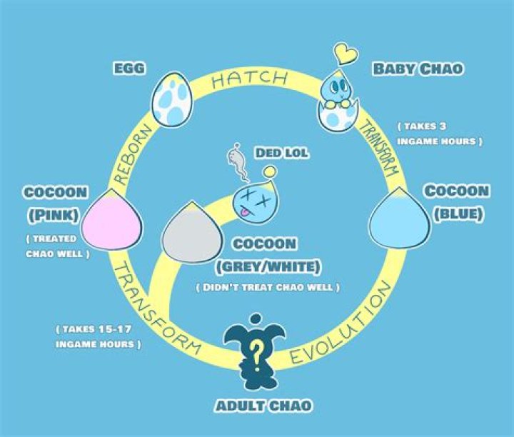 How long is a Chao life cycle?