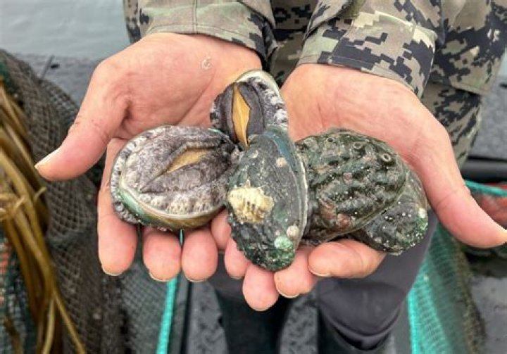 How many abalone can you catch in South Australia?