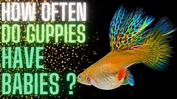 How many babies does guppy fish have?
