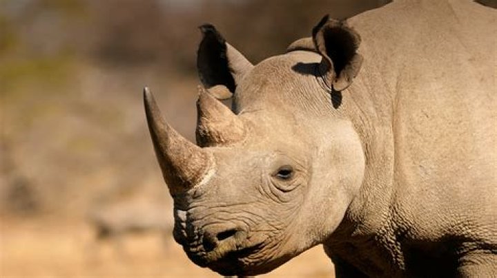 How many black rhinoceroses are left?