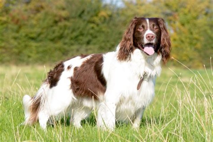 How many breeds of Springer Spaniels are there?