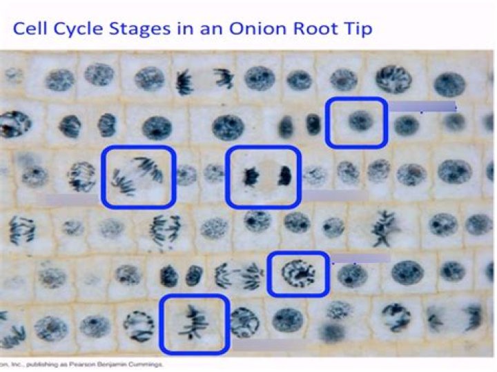 How many cells are in telophase in an onion root tip?