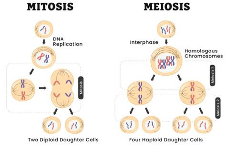 How many cells are the result of mitosis?