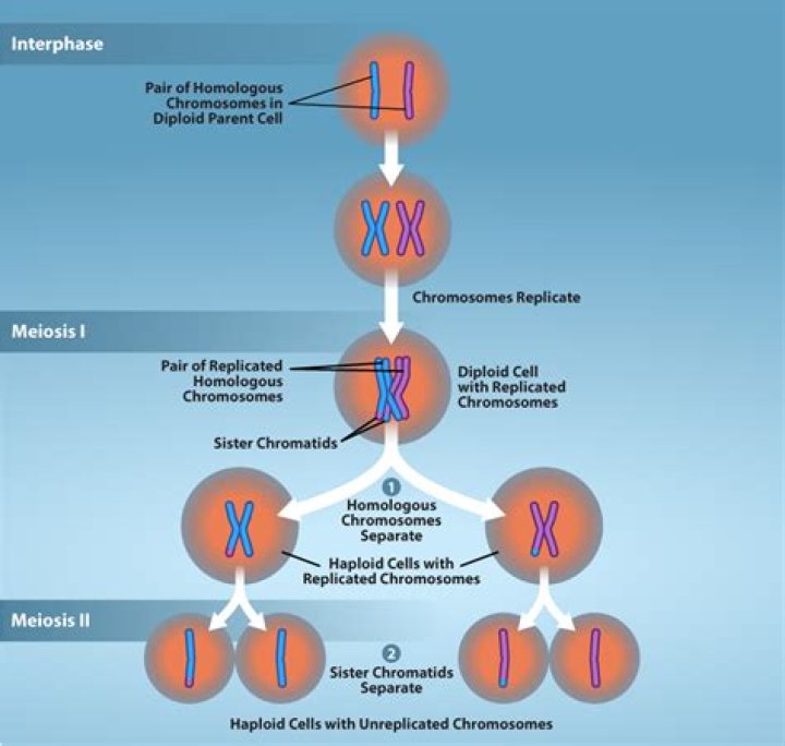 How many chromosomes are there during mitosis?