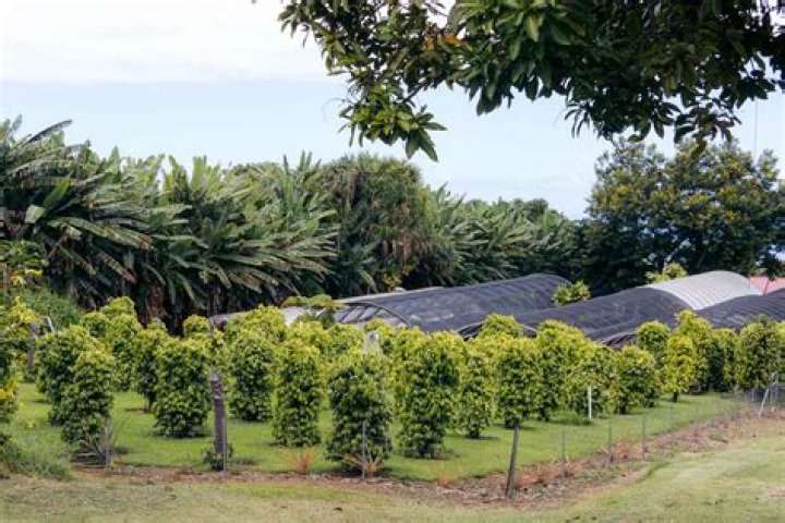 How many coffee farms are in Hawaii?