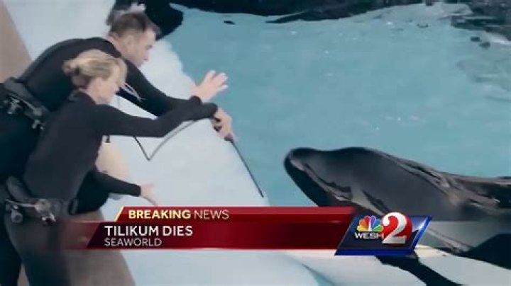 How many deaths has Tilikum caused?