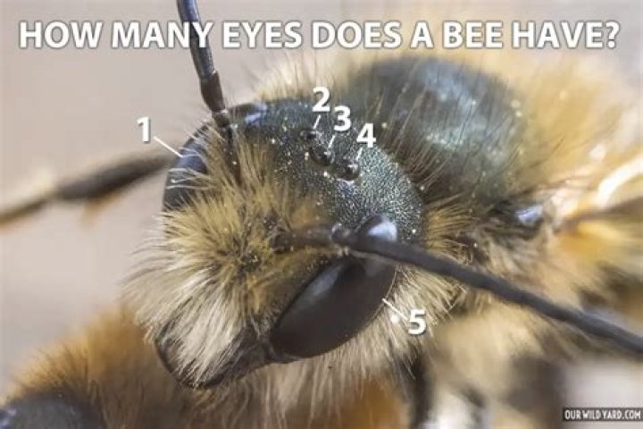 How many eyes does Twoflower have?
