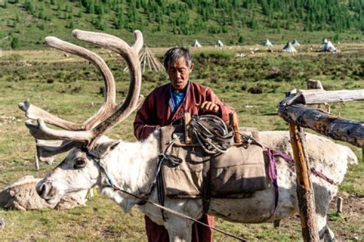 How many herders are in Mongolia?