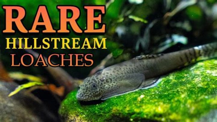 How many hillstream loaches should be kept together?