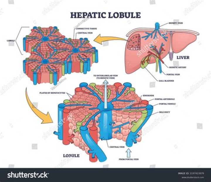 How many lobules are in the left lung?
